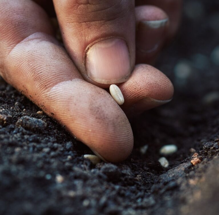 Mucet Agro; aspir tohumu, keten tohumu, ay çekirdeği içi, chia tohumu ve benzeri tohum gruplarında iç piyasa ve ihracata yönelik güvenilir tedarik çözümleri sunar.