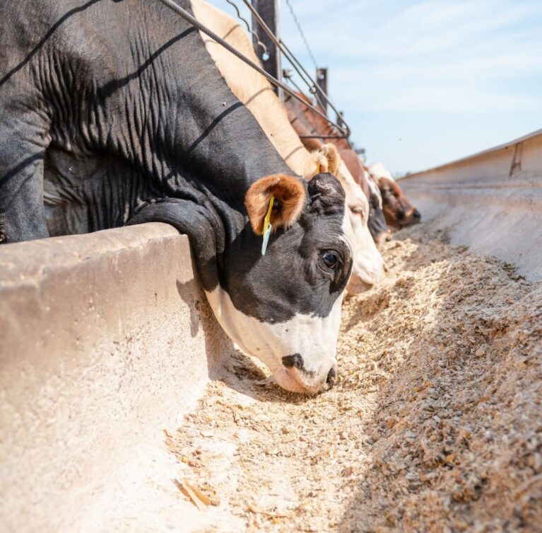 Mucet Agro; kepek, elekaltı, kırık, un ve sorteks yem ürünlerinde yem sanayisine yönelik düzenli, güvenilir ve sürdürülebilir hammadde tedariki sağlar.